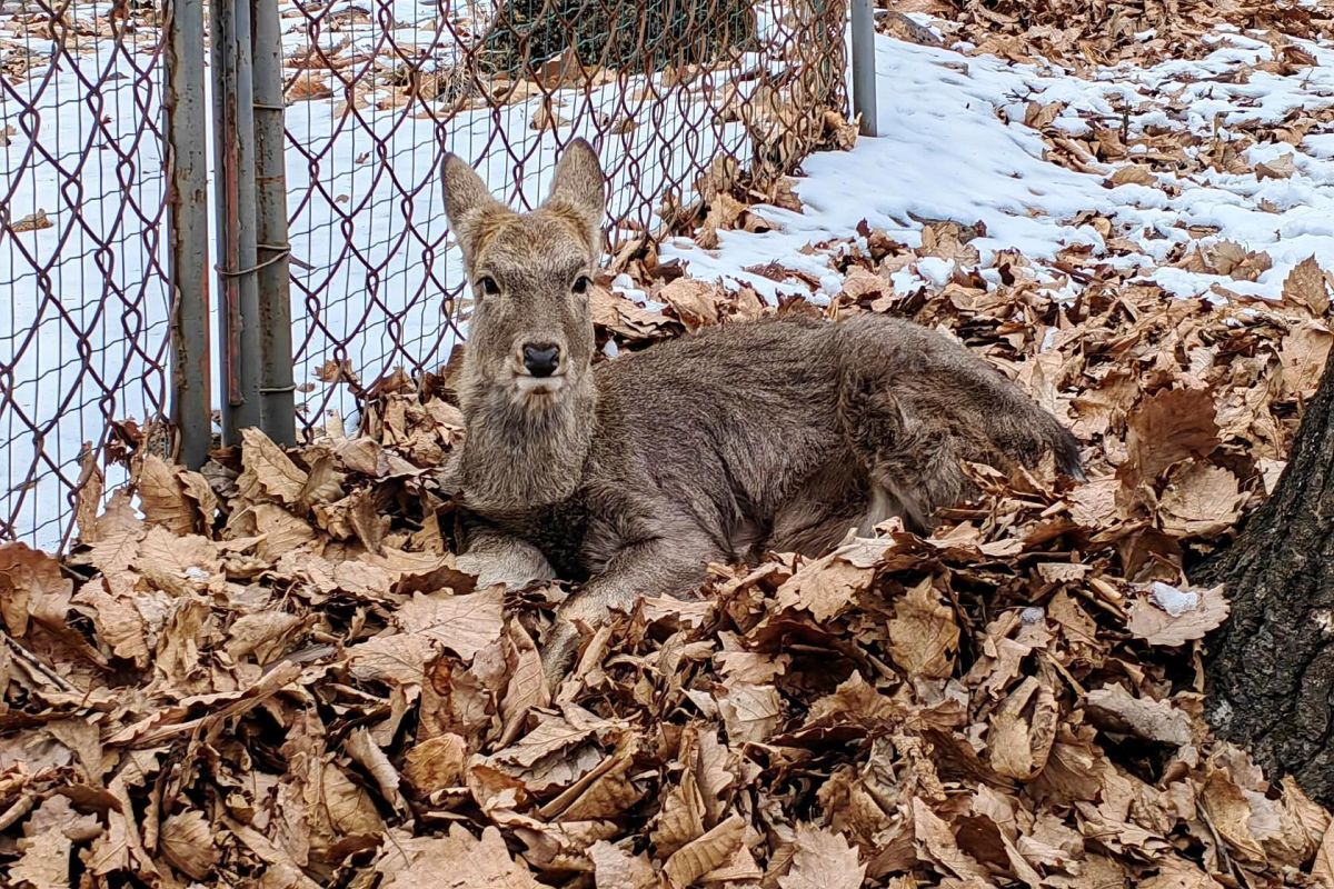 Сафари-парк + Стекляшка