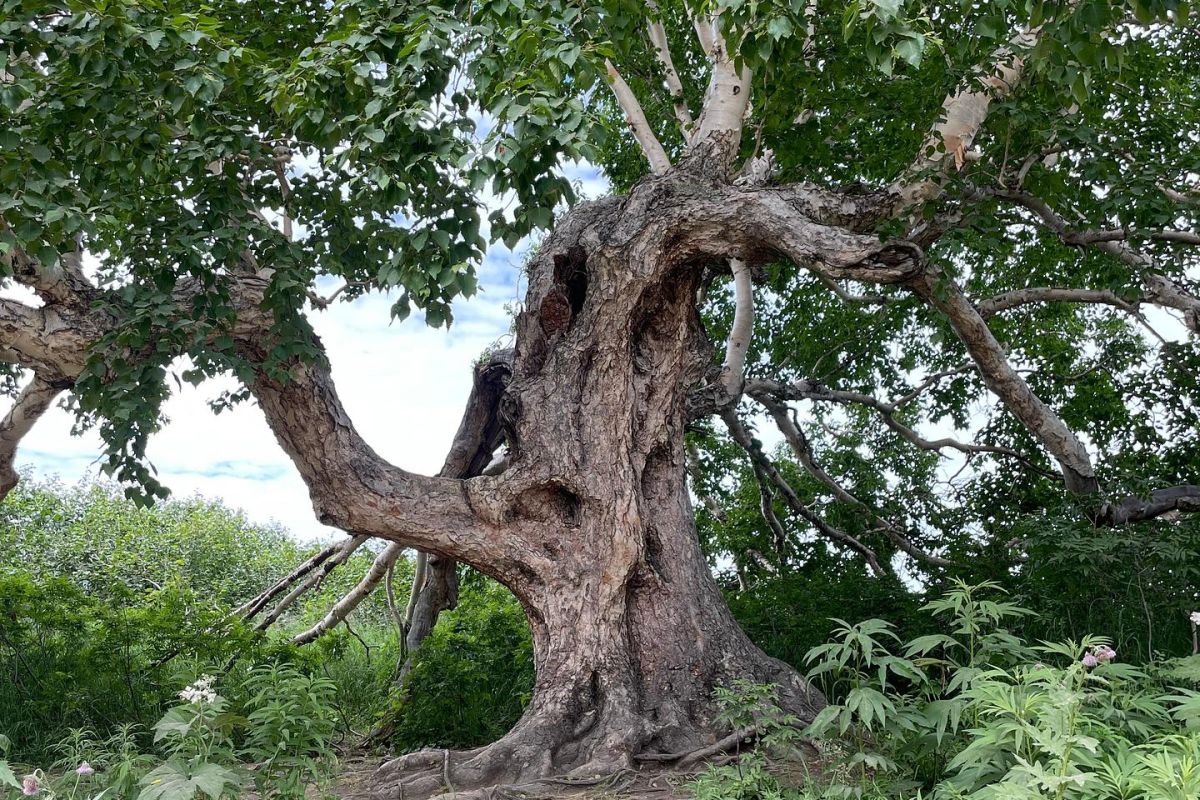 Джип-тур на озеро Толмачева. Маар Медвежья Чаша.  + Апачинские / Начикинские источники.