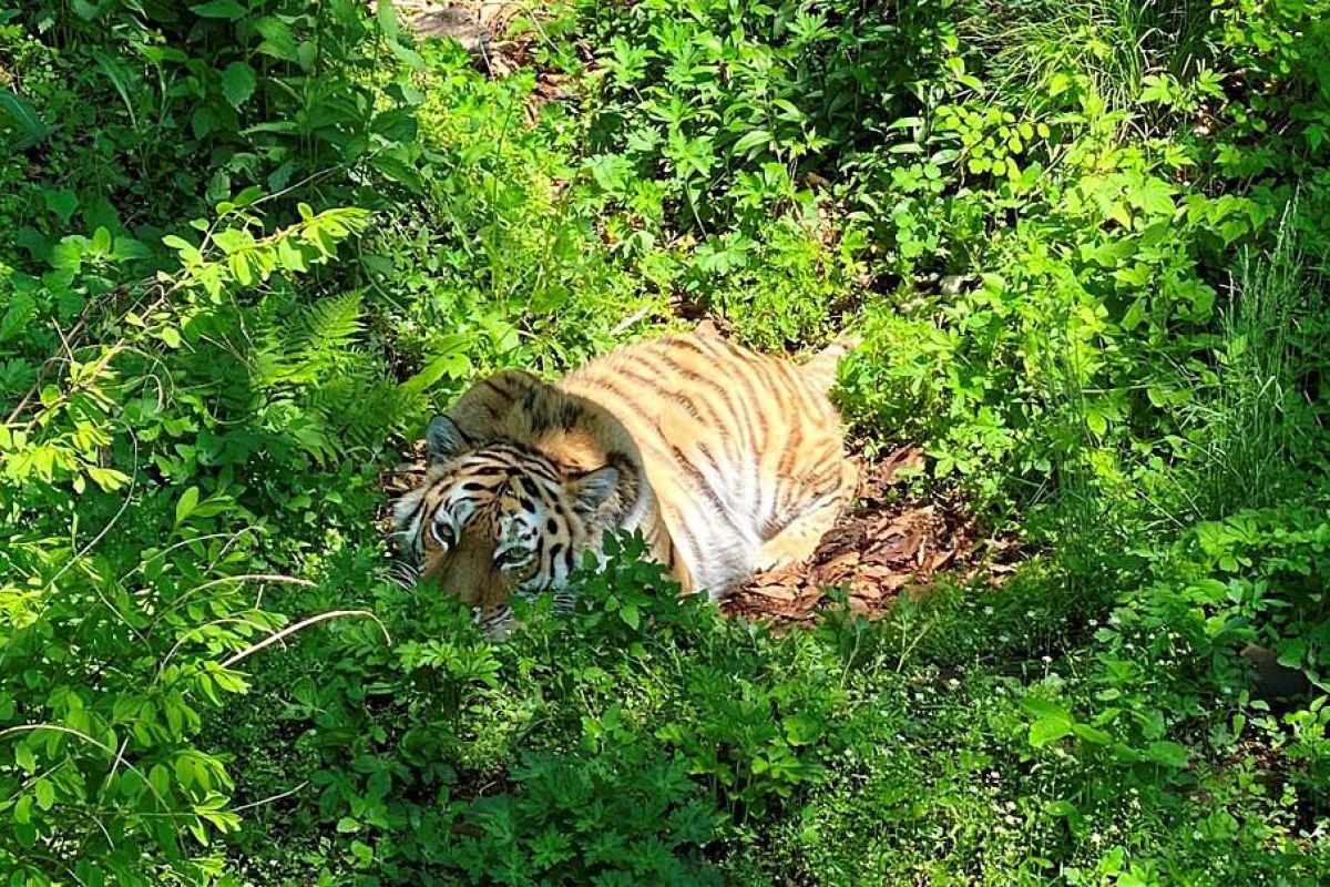 Тур "Открой Владивосток"