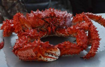 Крабалка-охота на краба