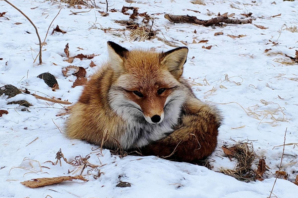 Экскурсия в Сафари-парк