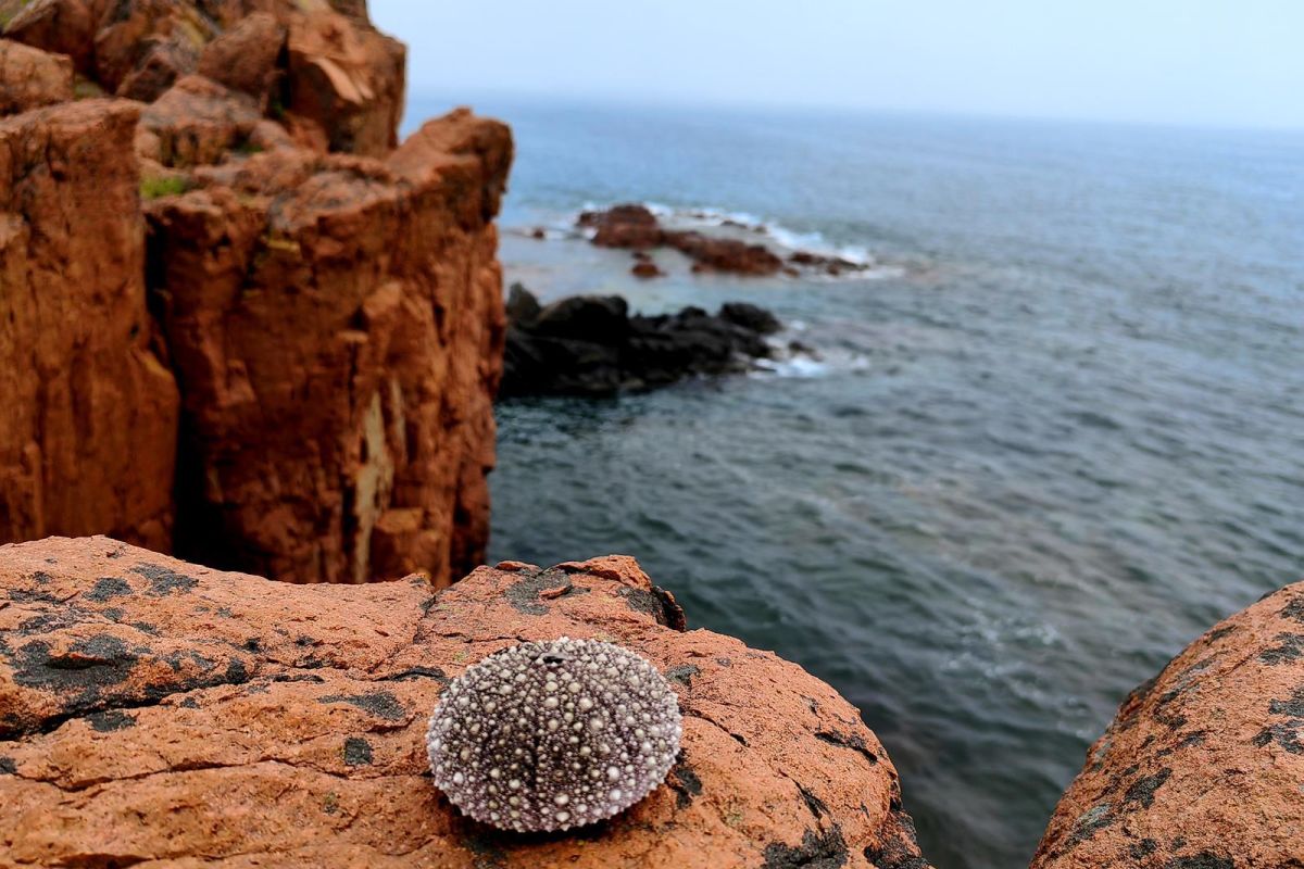 Тур "Открой Владивосток"