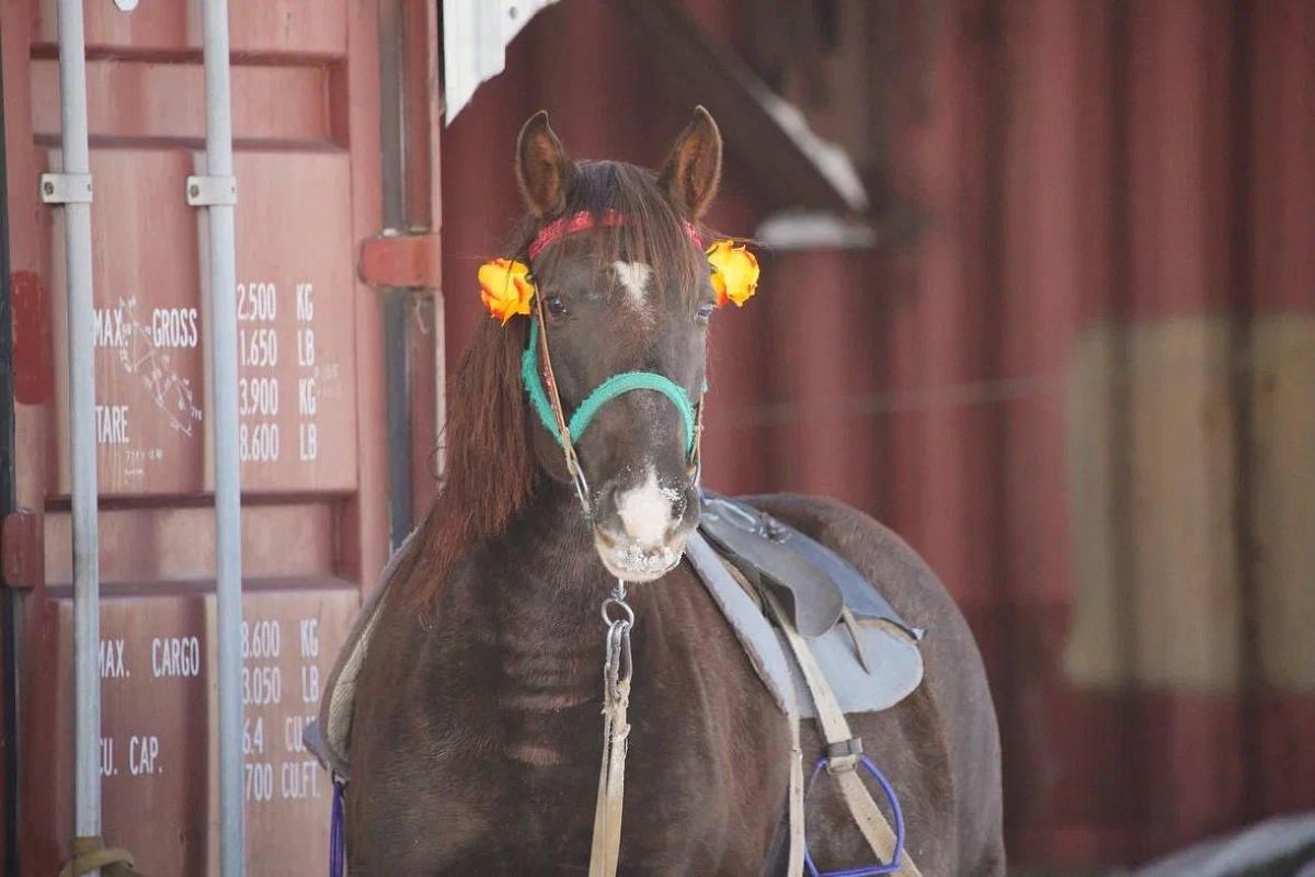 Экоферма в селе Грибское